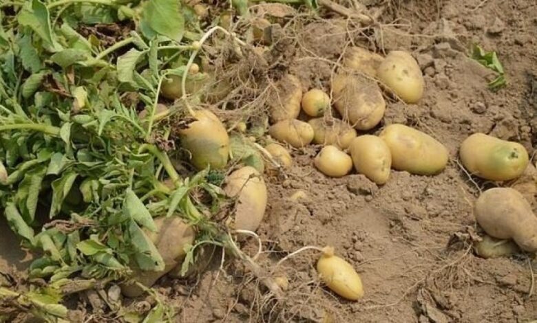 cultivatorii-de-cartofi-vor-putea-primi-in-acest-an-un-sprijin-financiar-de-cel-mult-200-euro-pe-hectar