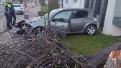 a-rupt-un-copac-la-prima-ora-a-diminetii