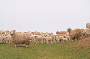 subventii-pentru-detinatorii-de-oi-si-capre-tinere,-afectati-de-seceta-anul-trecut