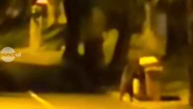 ne-jucam-de-a-prinderea-ursului-prin-targu-mures