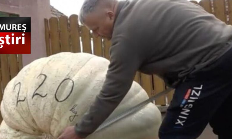 cum-a-reusit-o-familie-din-mures-sa-creasca-un-dovleac-urias,-de-220-kg!