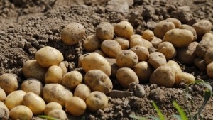 an-dificil-pentru-producatorii-de-cartofi-din-ciucul-de-jos