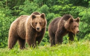 elevii-din-harghita-invata-despre-ursi-si-coexistenta-lor-cu-oamenii-prin-proiectul-tusnadecobear-mobilcave