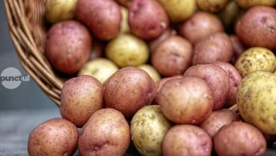 productia-de-cartofi,-cu-20%-mai-mica-in-covasna