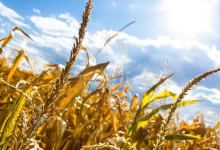 directia-agricola-se-plange-de-criza-de-personal,-functionand-cu-mai-putin-de-jumatate-din-angajati