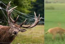 adevar-nespus-despre-gardurile-anti-urs:-decimeaza-populatiile-de-cerbi-cu-mult-mai-mare-succes-decat-opreste-ursii!-(video)