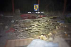 11-perchezitii-domiciliare-in-mures,-pentru-infractiuni-la-regimul-silvic