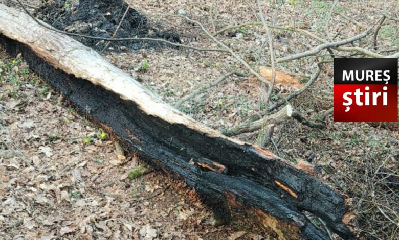 un-copac-a-luat-foc-pe-strada-subpadure!-pompierii-avertizeaza-asupra-incendiilor-de-vegetatie