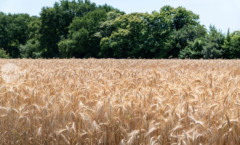 productii-record-anul-trecut-in-agricultura-mureseana-la-cereale-si-legume