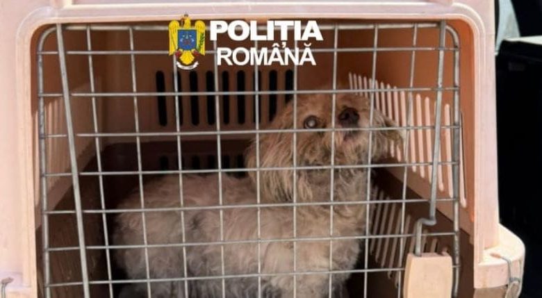 sighisorean-de-70-de-ani-sanctionat-pentru-detinerea-unui-caine-in-conditii-improprii