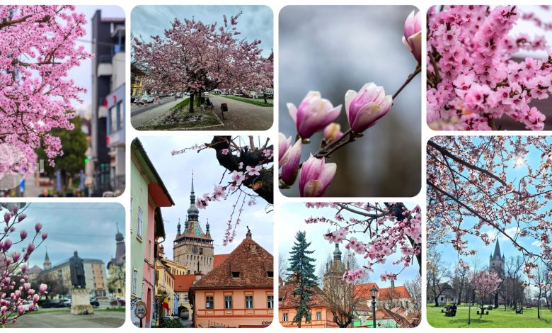 primavara-isi-face-usor-simtita-prezenta-in-judetul-mures