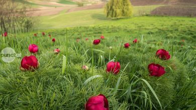 inflorirea-bujorilor-de-stepa-de-la-zau-de-campie,-celebrata-prin-editia-a-iii-a-a-festivalului-bujorului-la-castel