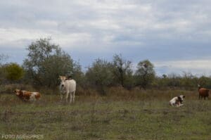 producatorii-romani-de-lapte-lucreaza-in-pierdere-cu-20-30-la-suta,-riscand-sa-intre-in-faliment