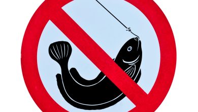 prohibitia-pescuitului-a-inceput-in-2026.-perioada-generala-este-9-aprilie-–-7-iunie