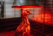 pui-de-emu-la-zoo-tg.mures