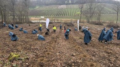 actiune-de-impadurire-in-cadrul-ocolului-silvic-reghin