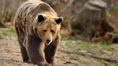 barbatul-atacat-de-urs-la-dubistea-de-padure,-nedespagubit