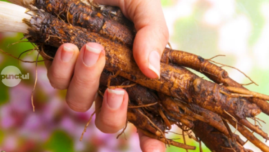 radacina-de-brusture-benefica-pentru-eliminarea-substantelor-nedorite-din-organism
