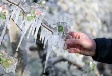 livezile-si-viile-din-mures-nu-sunt-afectate-de-inghet