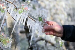 livezile-si-viile-din-mures-nu-sunt-afectate-de-inghet