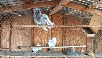 video,-foto:-szekely-mihaly-din-suseni,-pasiune-fara-margini-pentru-pasari-si-animale-mici