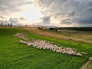 program-pilot-de-plati-compensatorii-pentru-circa-40-de-fermieri-din-apold