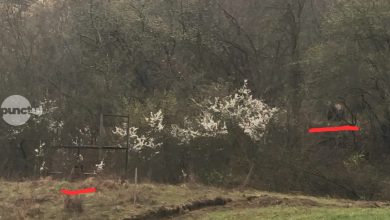 primaria-craciunesti-–-braconaj-la-drumul-mare-–-dosar-penal-pentru-primar-si-viceprimar!