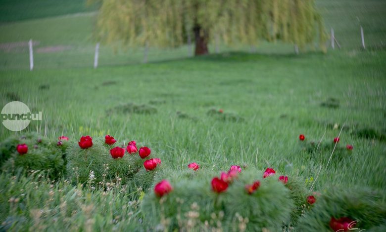 tot-mai-multi-bujori-de-stepa-se-deschid-la-zau-de-campie.-rezervatia-isi-asteapta-vizitatorii-(foto)
