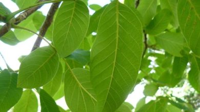 secretele-unei-plante-ignorate,-dar-cu-potential-surprinzator.-frunzele-de-nuc