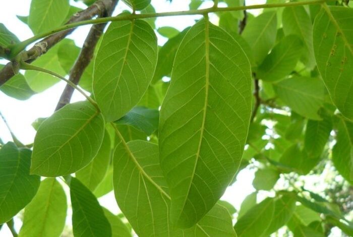 secretele-unei-plante-ignorate,-dar-cu-potential-surprinzator.-frunzele-de-nuc