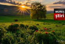 foto.-spectacol-de-culoare-in-rezervatia-de-bujori-de-stepa-de-la-zau-de-campie!