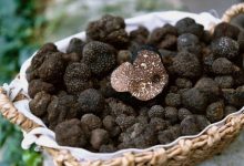 directia-silvica-mures-liciteaza-dreptul-de-recoltare-a-500-de-kilograme-de-trufe-din-padurile-judetului