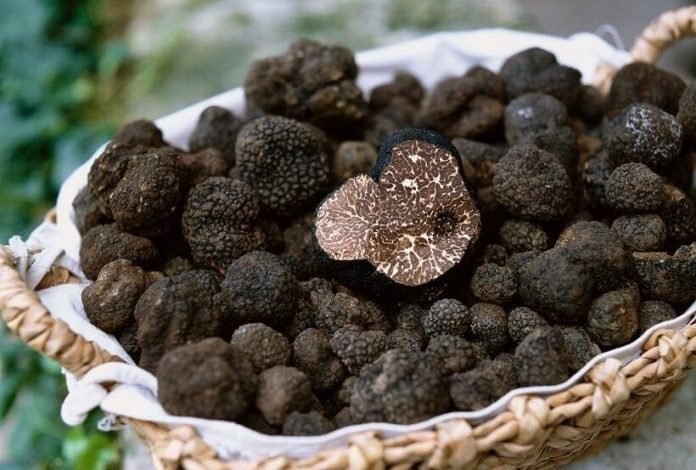 directia-silvica-mures-liciteaza-dreptul-de-recoltare-a-500-de-kilograme-de-trufe-din-padurile-judetului