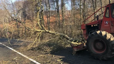 primaria-targu-mures-va-scoate-la-licitatie-1.000-de-metri-cubi-de-lemn-din-padurile-orasului