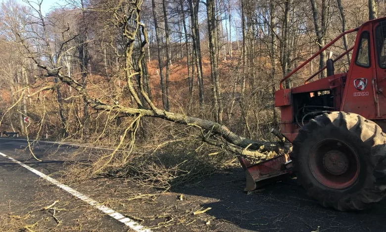 primaria-targu-mures-va-scoate-la-licitatie-1.000-de-metri-cubi-de-lemn-din-padurile-orasului