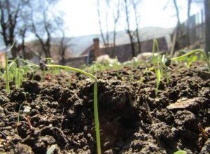 peste-1.400-de-elevi-din-harghita-s-au-inscris-intr-un-program-de-mentorat-pentru-protectia-mediului