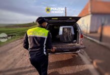 lupte-de-caini-organizate-la-ogra.-politia-a-intrat-pe-fir