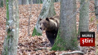 parlamentul-a-votat-noile-cote-pentru-ursi!