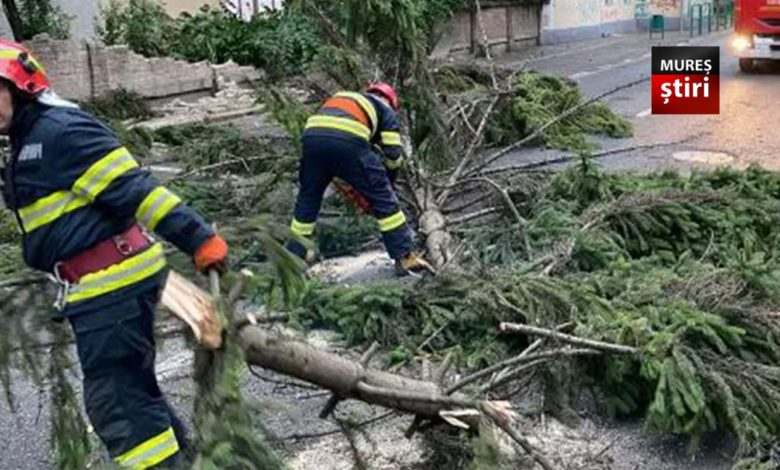 interventie-de-urgenta:-copac-in-pericol-de-cadere-langa-gradina-zoologica-din-targu-mures!