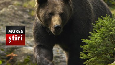 alerta-in-targu-mures:-urs-semnalat-la-platoul-cornesti!