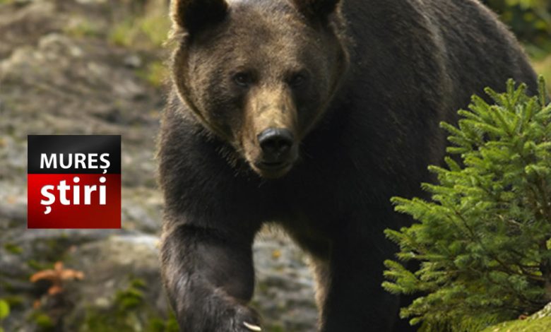 alerta-in-targu-mures:-urs-semnalat-la-platoul-cornesti!
