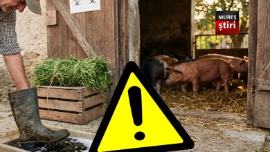 alerta:-nou-focar-de-pesta-porcina-in-mures.-masuri-obligatorii-pentru-fermieri