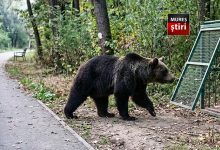 alerta:-urs-matur-semnalat-repetat-in-zona-platoului-cornesti!