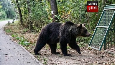 alerta:-urs-matur-semnalat-repetat-in-zona-platoului-cornesti!