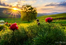 festivalul-bujorului-de-stepa-din-zau-de-campie