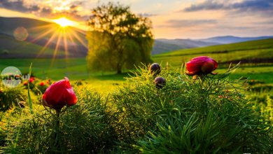 festivalul-bujorului-de-stepa-din-zau-de-campie