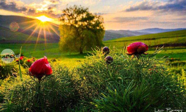 festivalul-bujorului-de-stepa-din-zau-de-campie