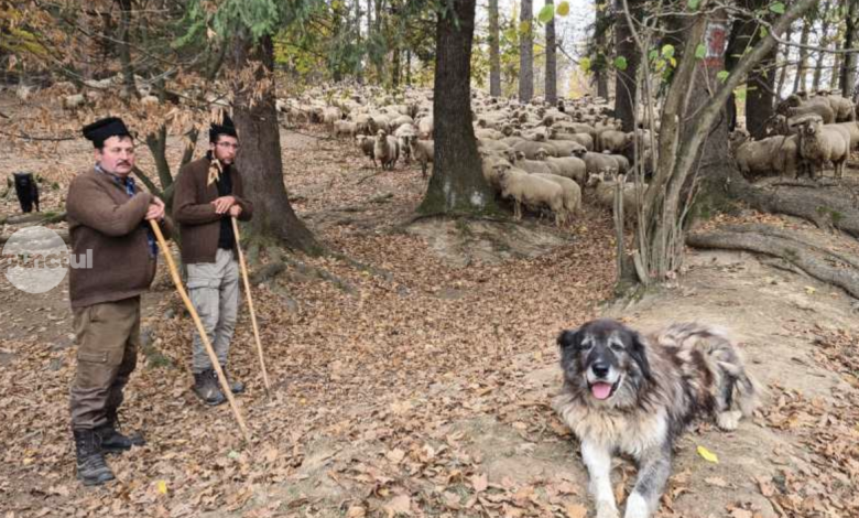 covasna:-„transhumanta”-digitala-–-stana-borta-din-muntii-vrancei,-salvata-prin-tehnologia-3d