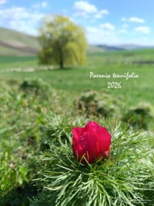 doua-zile-de-evenimente-la-festivalul-bujorului-din-judetul-mures