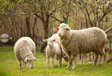 focar-de-variola-la-oile-dintr-o-gospodarie-din-voivodeni